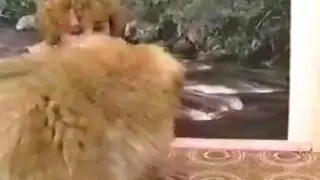 مدام تأخذه بعمق: نيك خلفي عنيف في كسها الغارق