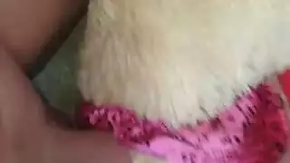 أثداء تيدي الضخمة تُلعق وتُضرب بقوة من قبل عشاق أسود